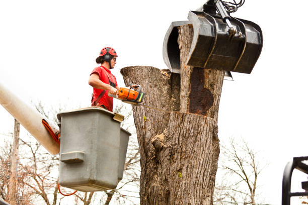 Trusted Tucker, GA Tree Services Experts